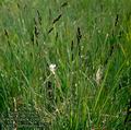 Carex_hartmanii_4670