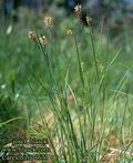 Carex_hirta_4673