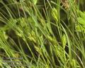 Carex_hordeistichos_a103