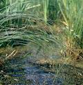 Carex_lasiocarpa_4675