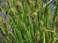 Carex_lepidocarpa_br6548