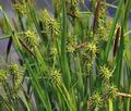 Carex_lepidocarpa_br6550