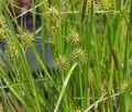 Carex_lepidocarpa_br6571