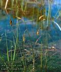 Carex_limosa_6366