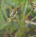 Carex_limosa_aa9420