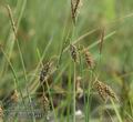 Carex_limosa_aa9456