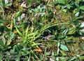 Carex_ornithopoda_10640