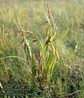 Carex_paleaca_4665