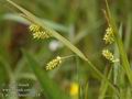 Carex_pallescens_a218