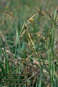 Carex_panicea_645