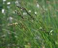 Carex_paniculata_4668