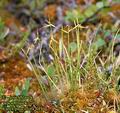 Carex_pauciflora_4494