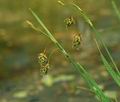 Carex_paupercula_br6589