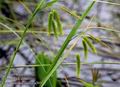 Carex_pseudocyperus_a205