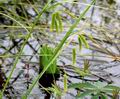 Carex_pseudocyperus_a206