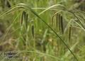 Carex_pseudocyperus_a766