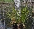 Carex_pseudocyperus_bc5884