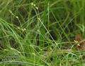 Carex_remota_a495