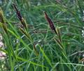 Carex_riparia_bt6754