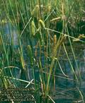 Carex_rostrata_6546