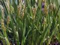 Carex_secalina_br6505