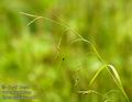 Carex_sylvatica_a610