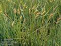 Carex_vesicaria_11575