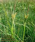Carex_vesicaria_4484