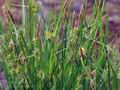 Carex_viridula_br6519