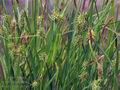 Carex_viridula_br6526