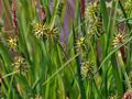 Carex_viridula_br6532