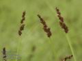 Carex_vulpina_a762