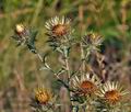 Carlina_vulgaris_bu8516