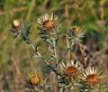 Carlina_vulgaris_bu8516