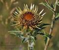 Carlina_vulgaris_bu8524