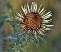 Carlina_vulgaris_bu8532