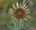 Carlina_vulgaris_bu8550