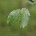 Carpinus_betulus_af6126