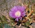Carpobrotus_acinaciformis_4682