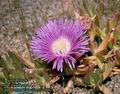 Carpobrotus_acinaciformis_4682