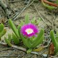 Carpobrotus_edulis_ad4180