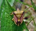 Carpocoris_fuscispinus_cb6970