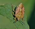 Carpocoris_purpureipennis_ag0008