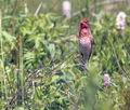 Carpodacus_erythrinus_8881