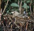 Carpodacus_erythrinus_8915