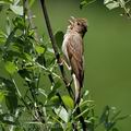 Carpodacus_erythrinus_ak6747