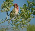 Carpodacus_erythrinus_da6924