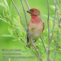 Carpodacus_erythrinus_ed2096