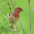 Carpodacus_erythrinus_ed2111