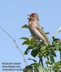 Carpodacus_erythrinus_kb0555